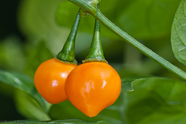 yellow lantern chili